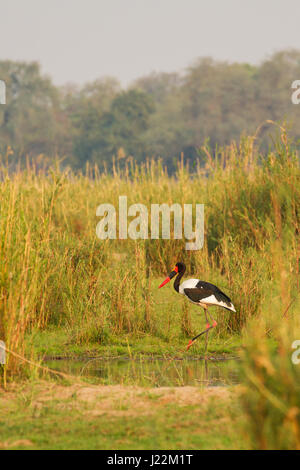 Saddle-billed Stork wading in the marsh near the Zambezi River in Lower Zambezi National Park, Zambia, Africa Stock Photo