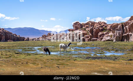 Llamas in Bolivean altiplano with rock formations on background - Potosi Department, Bolivia Stock Photo