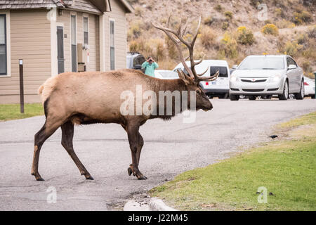 Bull Elk walking by the Mammoth Hot Springs Hotel in Yellowstone National Park, Wyoming, USA.  The rangers believed he moved his harem hear to avoid i Stock Photo