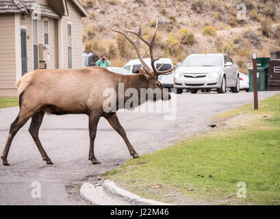 Bull Elk walking by the Mammoth Hot Springs Hotel in Yellowstone National Park, Wyoming, USA.  The rangers believed he moved his harem hear to avoid i Stock Photo