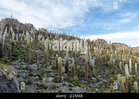 Incahuasi Cactus Island in Salar de Uyuni salt flat - Potosi Department, Bolivia Stock Photo