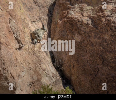 Viscacha or vizcacha (Lagidium viscacia) in Rock Valley of Bolivean altiplano - Potosi Department, Bolivia Stock Photo