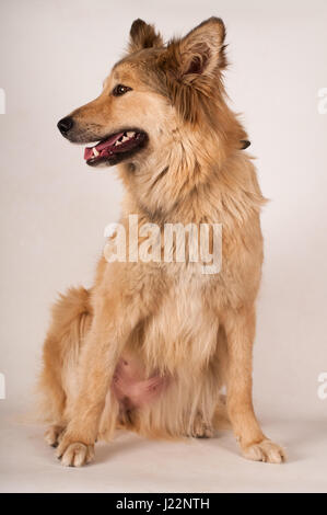 Portrait of mixed breed dog beige color with big ears and semi long hair on white background in studio Stock Photo