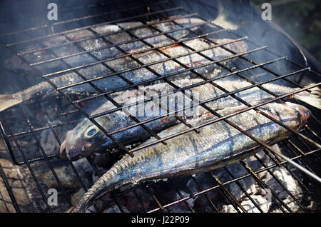 Closeup on mackerel fish being cooked in a coal barbecue. Stock Photo