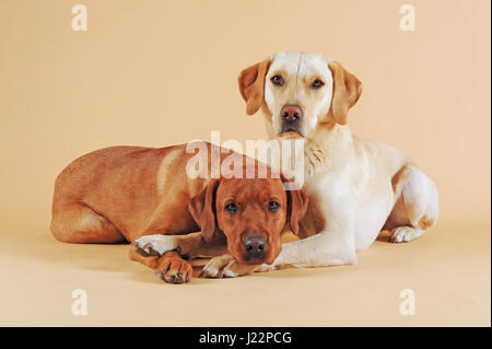 Two labrador retrievers, yellow, cuddling Stock Photo