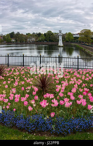 Tulips in Roath Park  Cardiff Stock Photo