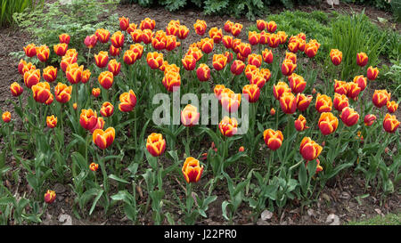 Tulips in Roath Park Cardiff Stock Photo