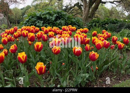 Tulips in Roath Park Cardiff Stock Photo