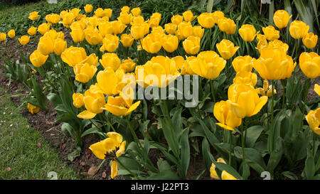 Tulips in Roath Park Cardiff Stock Photo