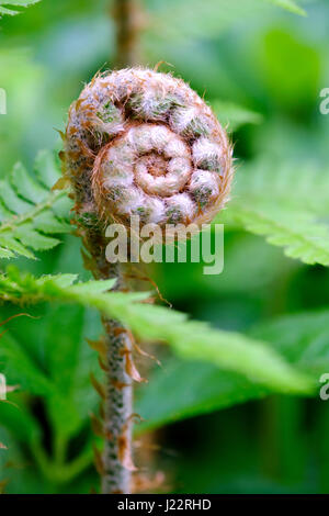 A coiled fern unrolling a young frond amongst fully open fern leaves during English springtime Stock Photo