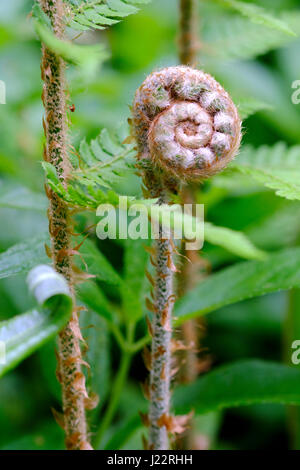 A coiled fern unrolling a young frond amongst fully open fern leaves during English springtime Stock Photo