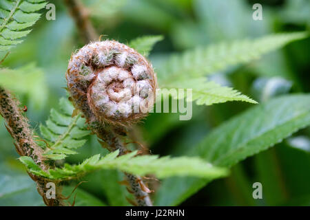 A coiled fern unrolling a young frond amongst fully open fern leaves during English springtime Stock Photo