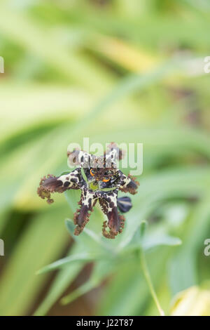 Black Flag or Spider Iris (Ferraria crispa), Namaqualand, South Stock Photo: 34036200 - Alamy