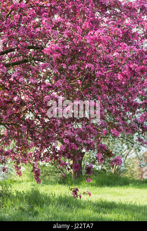 Malus x moerlandsii Liset, Purple leaved crabapple tree in blossom. April. UK Stock Photo