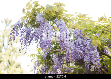 Hanging purple wisteria bunches   flowers in spring Stock Photo