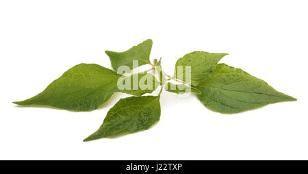 Pellitory (Parietaria officinalis) sprig isolated on white background Stock Photo