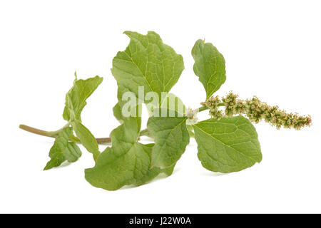 Wild spinach isolated on white background Stock Photo