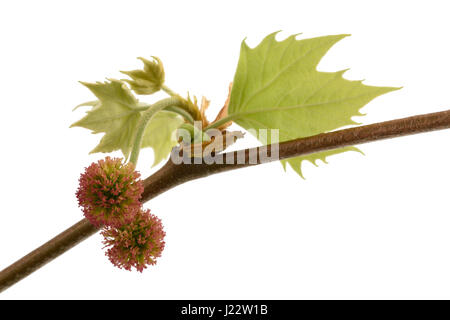 Plane tree, sycamore leaves and flowers isolated on white Stock Photo