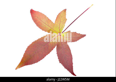 Red maple leaf isolated on white Stock Photo