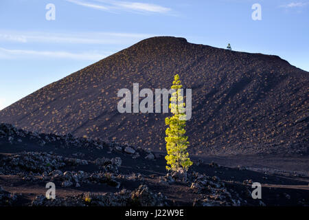 Kanarische Kiefer (Pinus canariensis), Montana Negra oder Volcán Garachico, bei El Tanque, Teneriffa, Kanarische Inseln, Spanien Stock Photo
