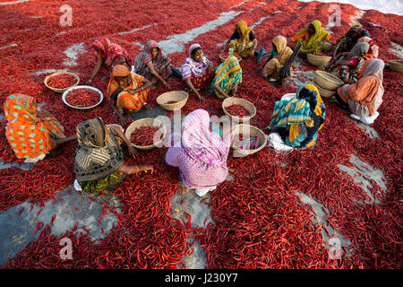 Women dry red chillies at a mill at Gabtali. They get Tk 100 each for a day’s work. Bogra, Bangladesh. Stock Photo