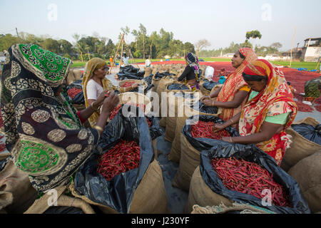 Women pack dry chillies in sacks at a mill in Gabtali. Bogra, Bangladesh. Stock Photo