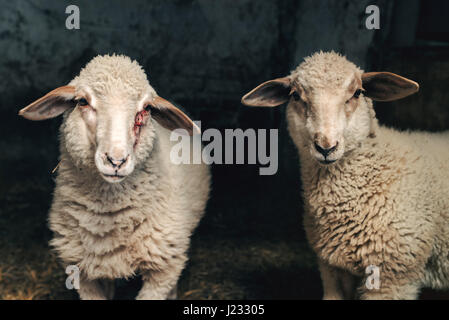 Sheep lamb in farm barn, livestock and agriculture theme Stock Photo