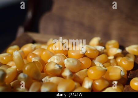 Close-up shoot of corn grains, full frame Stock Photo