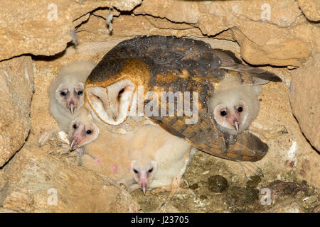 Barn Owl  Tyto alba Tucson, Pima County, Arizona, United States 19 April    Adult Female on nest in abandoned mine shaft with four chicks.        Tyto Stock Photo