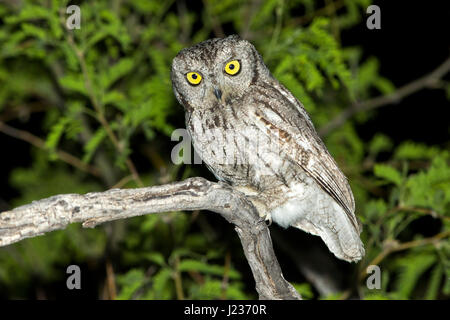 Western Screech-Owl  Megascops kennikottii Tucson, Pima County, Arizona, United States 13 April       Adult     Strigidae Stock Photo