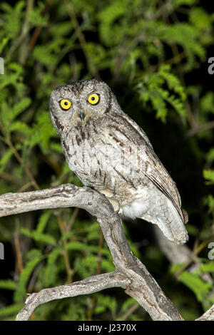 Western Screech-Owl  Megascops kennikottii Tucson, Pima County, Arizona, United States 13 April       Adult     Strigidae Stock Photo