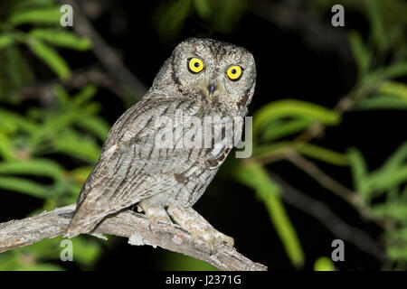 Western Screech-Owl  Megascops kennikottii Tucson, Pima County, Arizona, United States 13 April       Adult     Strigidae Stock Photo