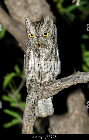 Western Screech-Owl  Megascops kennikottii Tucson, Pima County, Arizona, United States 19 April       Adult    Strigidae Stock Photo