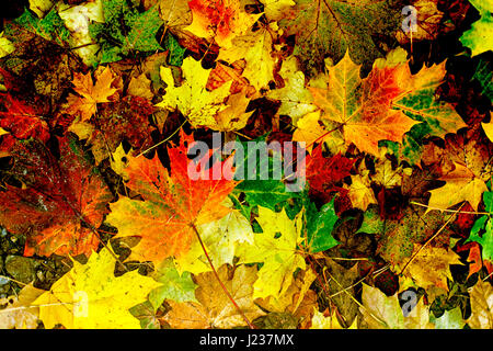 Autumn / Fall leaves on the ground Stock Photo
