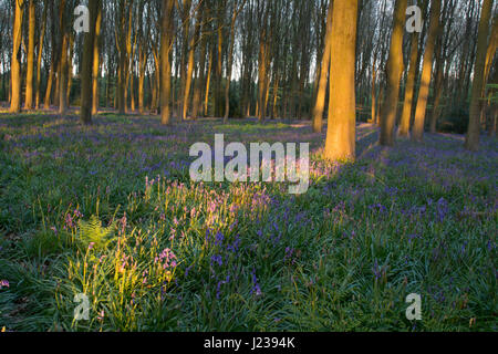 Bluebell wood in warm evening light Stock Photo