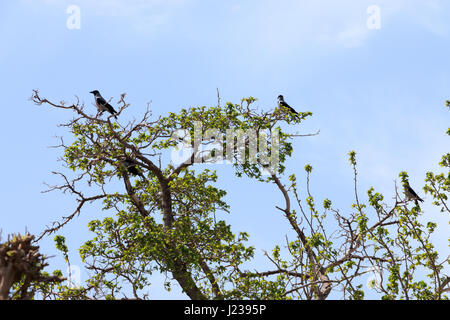 A flock of crows perched on a tree top Stock Photo