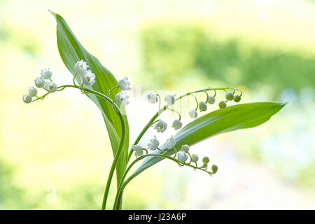 Close-up image of the delicate, spring flowering Lily of the valley bell-shaped flowers also known as Convallaria majalis. Stock Photo