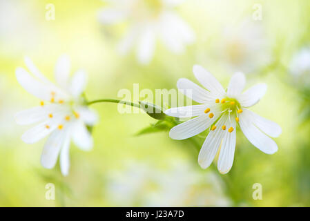Close-up, high key image of the delicate, white, spring flowering Greater Stitchwort wildflower also known as Stellaria holostea or Addersmeat. Stock Photo