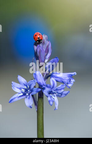 Close-up image of a single 7-spot Ladybird - Coccinella septempunctata resting on spring, bluebell flowers. Stock Photo