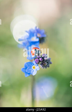 Close-up image of a single 7-spot Ladybird - Coccinella septempunctata resting on spring, blue, Forget-me-not flowers. Stock Photo