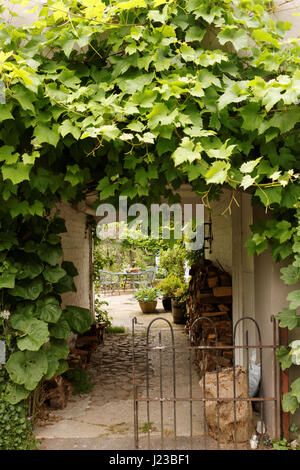 Grape leaves with coffee table and chairs in the background Stock Photo