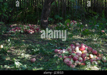 Red apples on grass under the apple-tree Stock Photo