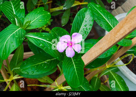 Closeup to Madagascar Periwinkle/ Vinca/ Old Maid/ Cayenne Jasmine/ Rose Periwinkle/ Catharanthus Roseus G. Don./ APOCYNACEAE Stock Photo