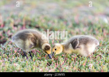 Canada Goslings (Branta Canadensis) Eating Grass Stock Photo