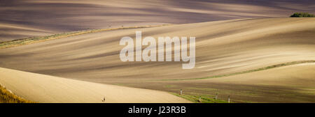 Panoramic view of cultivated field in South Moravia, Czechia. Beautiful wavy fields. Stock Photo
