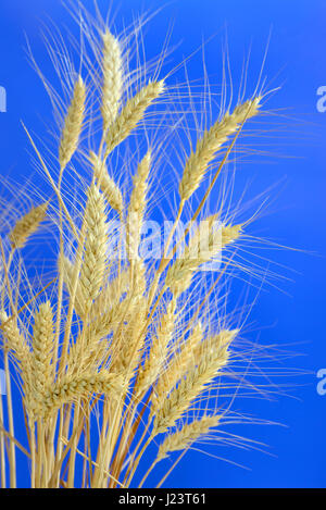 stems of ripe wheat against blue sky Stock Photo