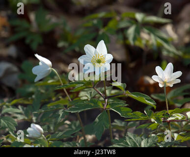 Wood Anenome flowers in English woodland Stock Photo