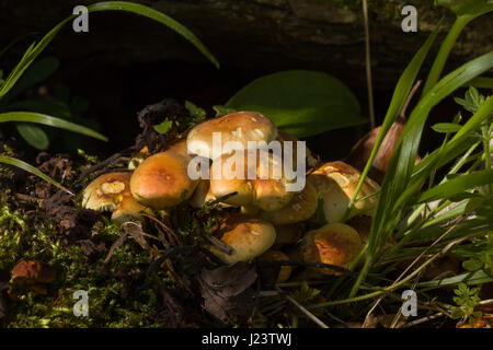 Cluster of Sulphur Tuft fungi growing in Sussex woodland. Stock Photo