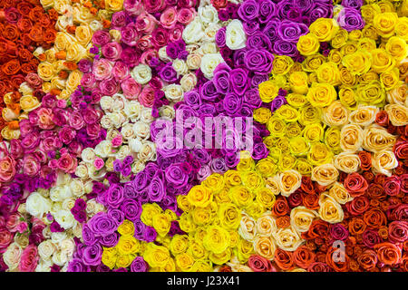 Multicolored roses flower background Stock Photo