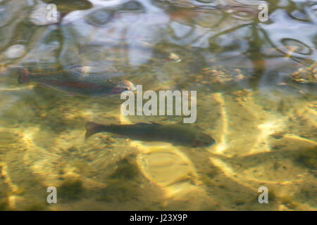 Rainbow Trout; Oncorhynchus mykiss; swimming in river. Stock Photo